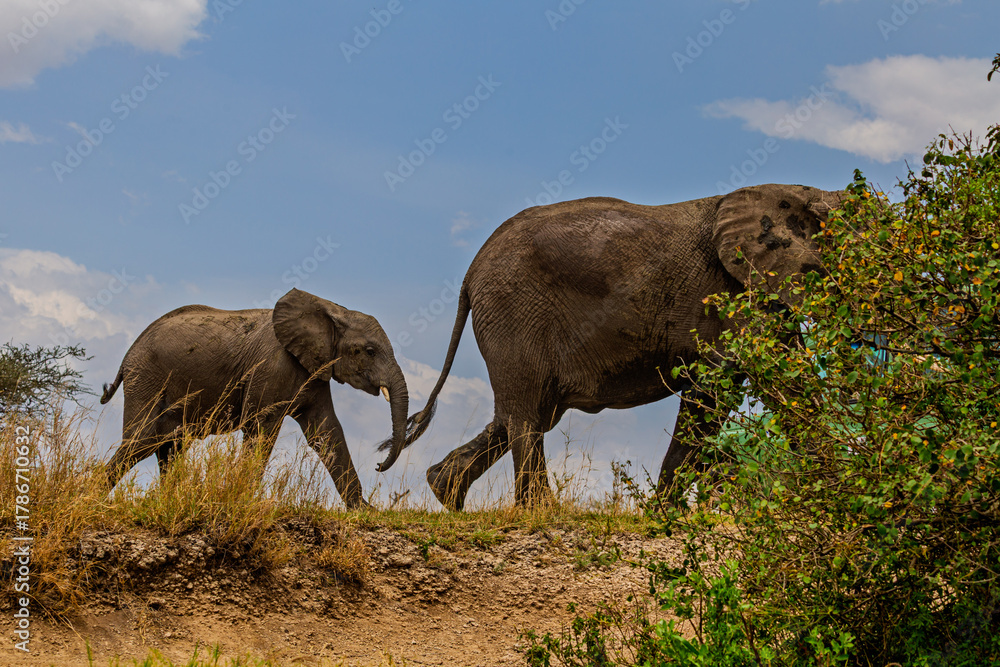 Fototapeta premium Serengeti National Park, Tanzania: Mother and Calf Elephant Walking on the Savanna