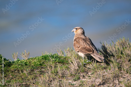 Chimango caracara near the cost