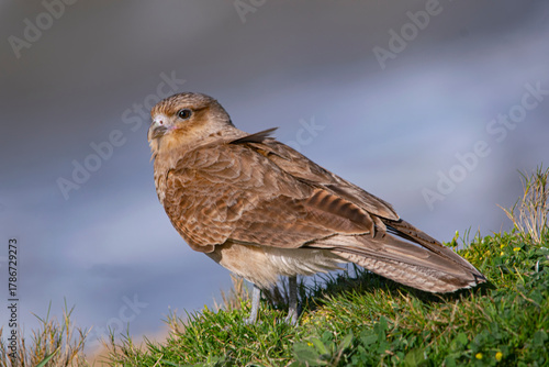 Chimango facing the wind , on the seashore