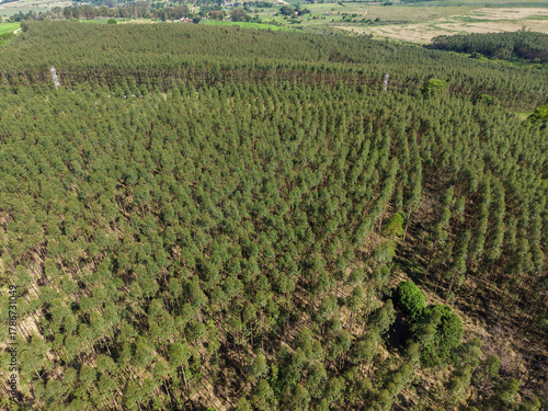 Scenic aerial view of a eucalyptus plantation with rows of trees, showcasing the vastness of the cultivated landscape and the distant horizon