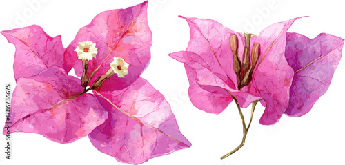 Purple watercolor bougainvillea flower petals with clipping path