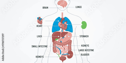A detailed illustration of the human body displaying internal organs such as the brain, heart, lungs, stomach, kidneys, and liver
