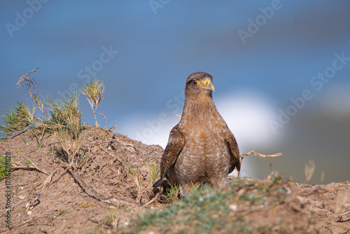Chimango falcon in the coast , in Argentina