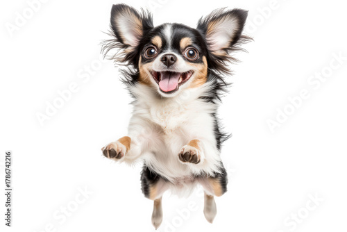 Happy chihuahua isolated on transparent background, joyfully jumping with its ears perked up, showcasing its playful and energetic personality with a bright, cheerful expression