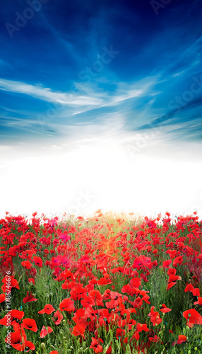 Vibrant red poppies under a bright, colorful horizon - stunning landscape photography with natural beauty and vivid colors