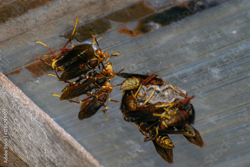 Paper wasp hanging on the ceiling , in Argentina