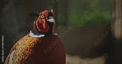 Male common pheasant - Phasianus colchicus, ring-necked pheasant, or blue-headed pheasant, is a bird in the pheasant family Phasianidae