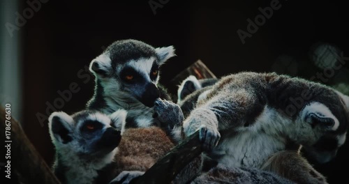 Lemurs Posing in Charming Tree Setting