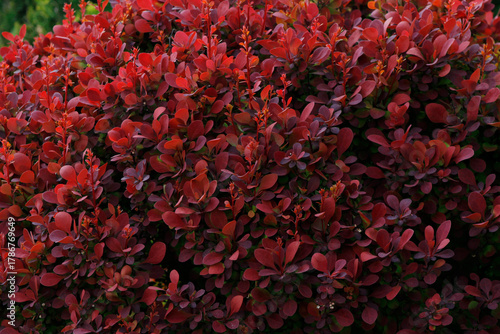 Red leaves of Thunberg barberry close-up

