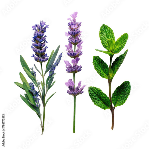 Lavender and mint sprigs against black backdrop