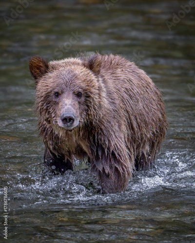 Grizzly Bear Cub