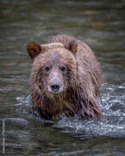 Grizzly Bear Cub