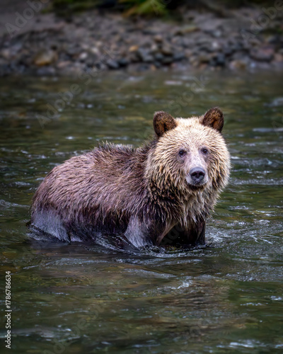 Grizzly Bear Cub