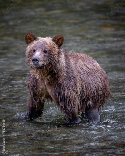 Grizzly Bear Cub