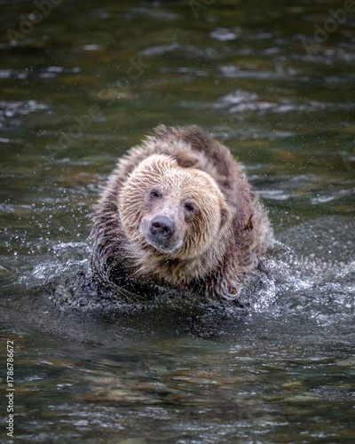 Grizzly Bear Cub