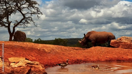 Egyptian geese escape into the water as two white rhinos tussle in the South African savanna.