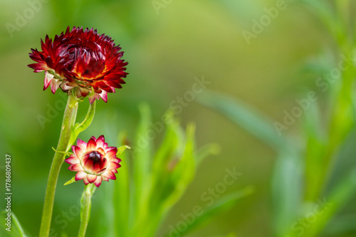 Two burgundy white everlasting daisy wildflowers.