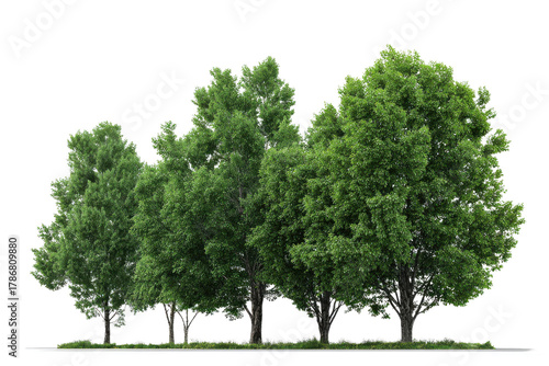 Group of lush green deciduous trees with detailed foliage and bark nature, Png, Isolated on Transparent Background, Cut Out