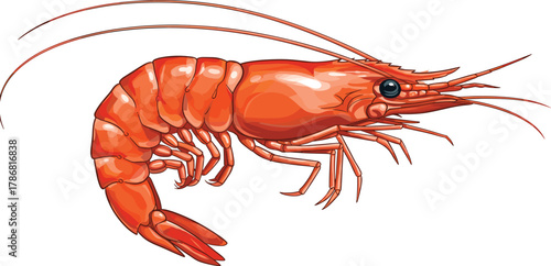 Shrimp illustration, red-orange crustacean, marine animal, seafood art, aquatic creature, shellfish anatomy, ocean life, culinary design, realistic drawing
