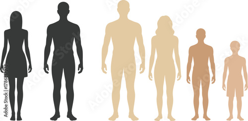 Human figure silhouettes, age and gender comparison, body shape illustration, anatomical design, educational character set, shaded people icons