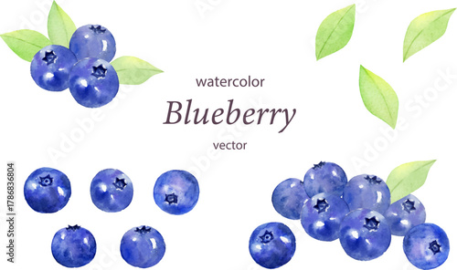 水彩で描いたブルーベリーのベクターイラストセット　