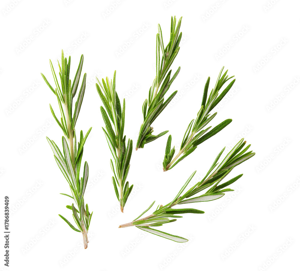 Fototapeta premium fresh rosemary sprigs isolated on white background.