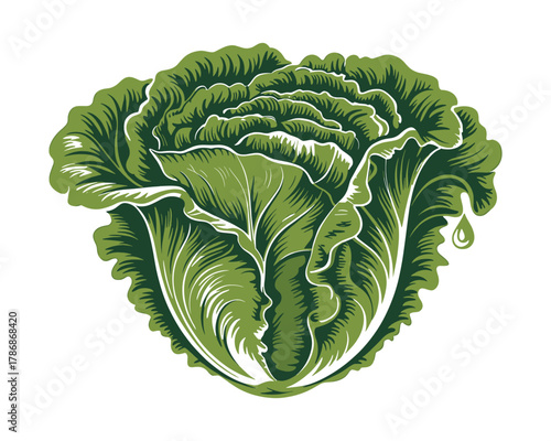 Fresh lettuce vector illustration isolated on white, healthy food ingredient drawing