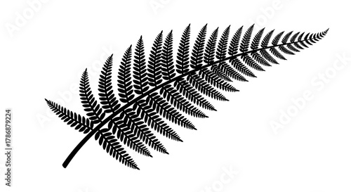Fern leaf with transparent background
