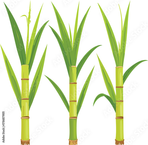 Several stalks of green sugarcane with leaves on a white background. Suitable for food and agriculturerelated concepts in design projects.
