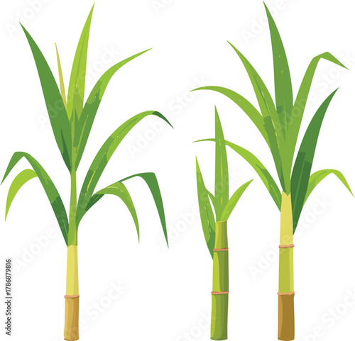 Several stalks of green sugarcane with leaves on a white background.
