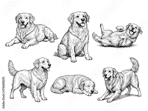 Hand drawn Golden Retriever illustration set poses, detailed sketch vintage ink style