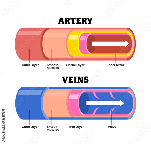 Artery vs Vein Structure Anatomy Diagram. Medical Poster, physiology explanation for body blood circulation system. Healthy Cardiovascular flow. Differences of blood vessels. Vector illustration.