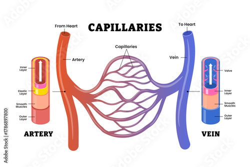 Blood vessels network structure with artery and vein that carry blood from heart. Capillaries connect the arterioles and venules. Circulatory system. flow diagram cardiovascular. Vector illustration.
