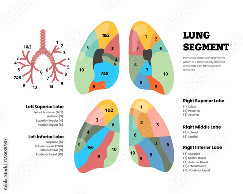 Pulmonary segmental anatomy structure diagram for thoracic surgical procedure. Showing lobes and lung segments with bronchi. Medical educational poster. Vector illustration.