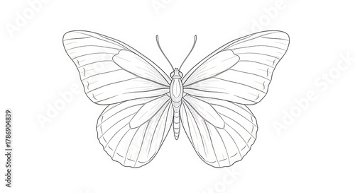 Detailed Butterfly Line Art Drawing.