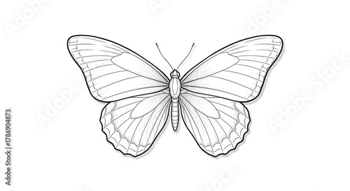 Detailed Butterfly Line Art Illustration.