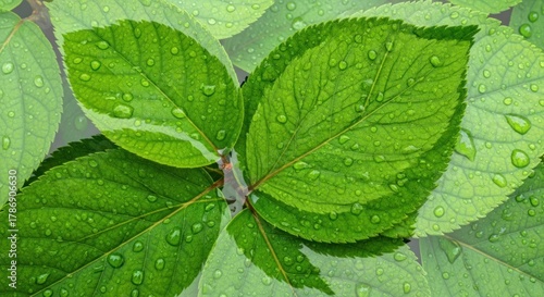 Fresh Green Leaves with Raindrops.