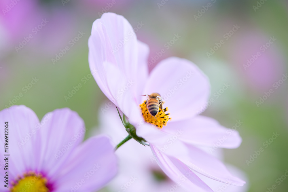 Obraz premium コスモスと蜂