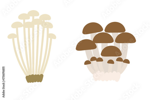 えのきとブナシメジのイラスト素材