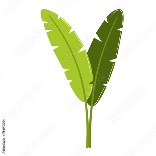 Fresh green banana leaf cluster with gentle curves, suitable for garden, spring, or romantic-themed decoration.