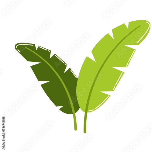 Twin green banana leaves with natural folds, perfect for tropical, beach, or exotic-themed design and decor.