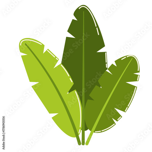 Natural green banana leaf with flowing folds, suitable for tropical, exotic, or rustic-themed decor and layout.