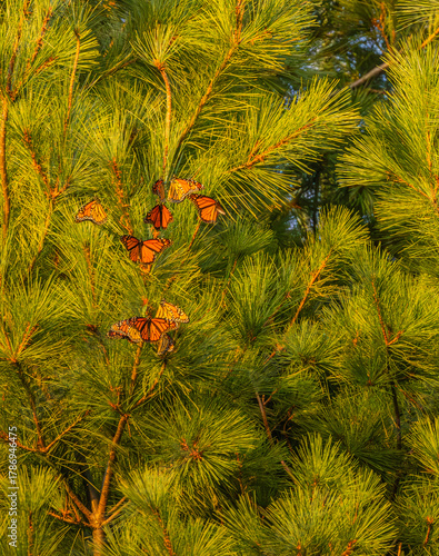 Monarch Butterflies Roosting