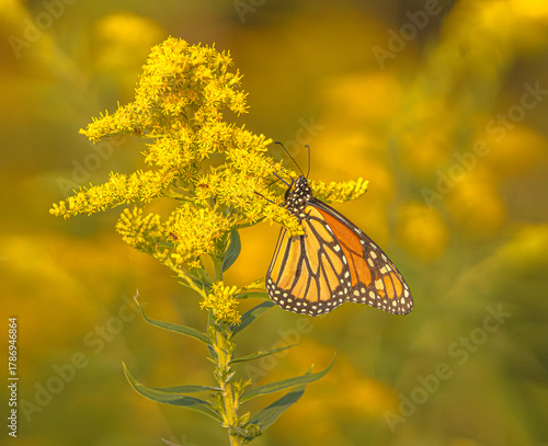 Foto Monarch Butterfly On Goldenrod