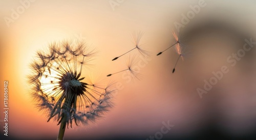 Wallpaper Mural A dandelion seed head with three flying seeds against a blurred sunset background. Torontodigital.ca
