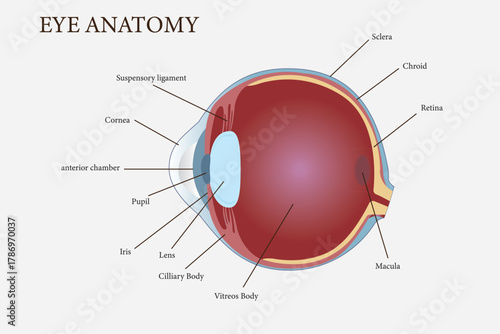 Medical diagram illustrating detailed anatomy of the human eye with labeled structures. eps 10