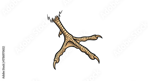 Illustration of a bird's clawed foot with sharp talons, isolated on white background.