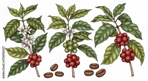 Vintage Coffee Plant Botanical Illustration Set - Hand Drawn Coffee Bean Vector