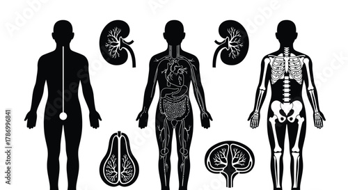 Human anatomy diagram showing skeletal circulatory and other systems