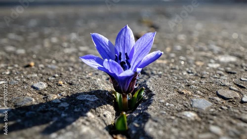 A symbol of hope and persistence, a lone blue flower bravely pushes through a crack in the pavement, reaching for the sunlight